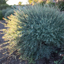 Load image into Gallery viewer, Dwarf Blue Arctic Willow