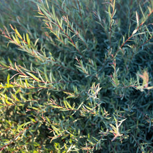 Load image into Gallery viewer, Dwarf Blue Arctic Willow