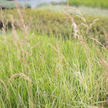 Load image into Gallery viewer, Feather Reed Grass 'Eldorado'