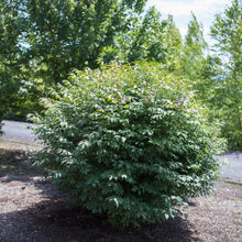 Load image into Gallery viewer, Dwarf Burning Bush