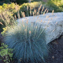 Load image into Gallery viewer, Beyond Blue Fescue