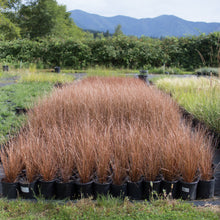 Load image into Gallery viewer, Leatherleaf Sedge 'Firefox'