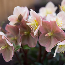 Load image into Gallery viewer, Helleborus Gold Collection® Cinnamon Snow