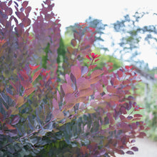 Load image into Gallery viewer, Royal Purple Smoke Tree