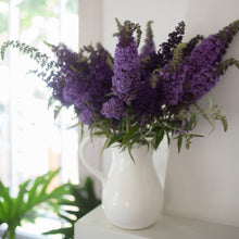 Load image into Gallery viewer, Butterfly Bush 'Buzz™ Midnight'