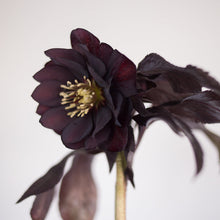 Load image into Gallery viewer, Helleborus Wedding Party™ 'Dark and Handsome'