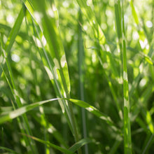 Load image into Gallery viewer, Porcupine Grass