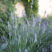 Load image into Gallery viewer, Phenomenal Lavender