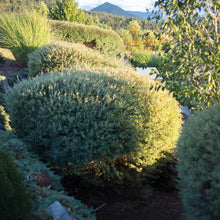Load image into Gallery viewer, Dwarf Blue Arctic Willow