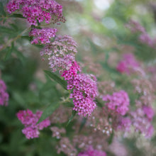 Load image into Gallery viewer, Spirea 'Anthony Waterer'