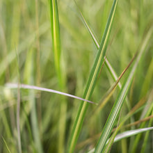 Load image into Gallery viewer, Feather Reed Grass 'Eldorado'