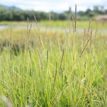 Load image into Gallery viewer, Autumn Moor Grass