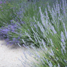 Load image into Gallery viewer, Phenomenal Lavender