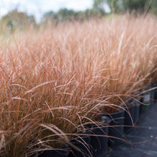 Load image into Gallery viewer, New Zealand Sedge 'Cappuccino'