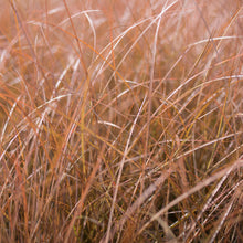 Load image into Gallery viewer, New Zealand Sedge 'Cappuccino'