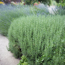 Load image into Gallery viewer, Rosemary 'Tuscan Blue'