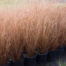 Load image into Gallery viewer, Leatherleaf Sedge 'Firefox'