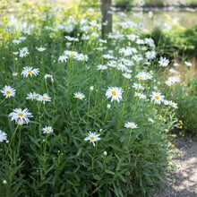 Load image into Gallery viewer, Shasta Daisy 'Silver Princess'