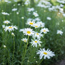 Load image into Gallery viewer, Shasta Daisy 'Silver Princess'
