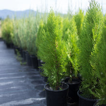 Load image into Gallery viewer, Arborvitae 'Blue Cone'