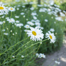 Load image into Gallery viewer, Shasta Daisy 'Silver Princess'