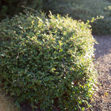 Load image into Gallery viewer, Cotoneaster 'Willow Leaf'