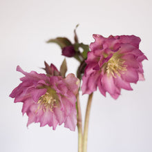 Load image into Gallery viewer, Helleborus Wedding Party™ 'Flower Girl'