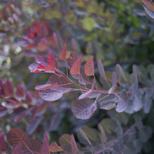 Load image into Gallery viewer, Royal Purple Smoke Tree