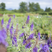 Load image into Gallery viewer, Butterfly Bush 'Buzz™ Midnight'