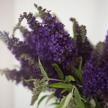 Load image into Gallery viewer, Butterfly Bush 'Buzz™ Midnight'