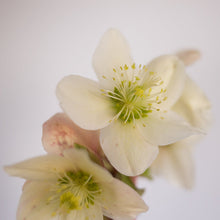 Load image into Gallery viewer, Helleborus Gold Collection® Champion