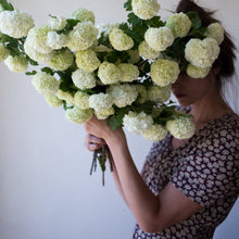 Load image into Gallery viewer, Snowball Bush Viburnum