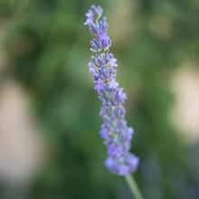 Load image into Gallery viewer, Phenomenal Lavender