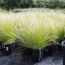 Load image into Gallery viewer, Mexican Feather Grass