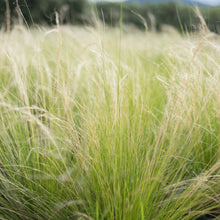 Load image into Gallery viewer, Mexican Feather Grass
