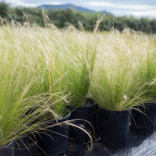 Load image into Gallery viewer, Mexican Feather Grass