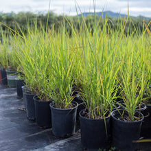 Load image into Gallery viewer, Flame Grass