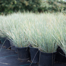 Load image into Gallery viewer, Blue Oat Grass