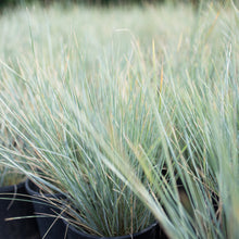 Load image into Gallery viewer, Blue Oat Grass