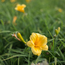 Load image into Gallery viewer, Daylily 'Stella de Oro'