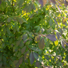 Load image into Gallery viewer, Dwarf Burning Bush