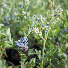 Load image into Gallery viewer, Blueberry 'Northland'