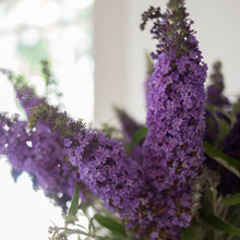 Load image into Gallery viewer, Butterfly Bush 'Buzz™ Sky Blue'