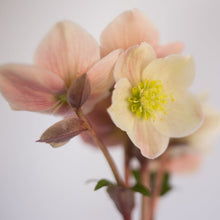 Load image into Gallery viewer, Helleborus Gold Collection® Cinnamon Snow