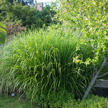 Load image into Gallery viewer, Porcupine Grass