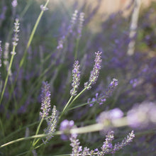 Load image into Gallery viewer, Phenomenal Lavender