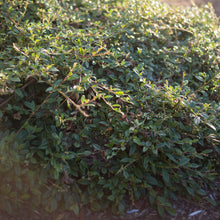 Load image into Gallery viewer, Cotoneaster 'Willow Leaf'