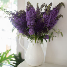 Load image into Gallery viewer, Butterfly Bush 'Buzz™ Sky Blue'
