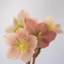 Load image into Gallery viewer, Helleborus Gold Collection® Cinnamon Snow