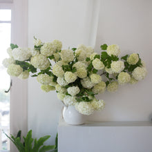 Load image into Gallery viewer, Snowball Bush Viburnum